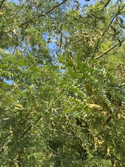 Gleditsia