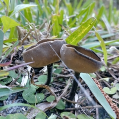 Helvella fibrosa