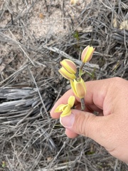 Thelymitra antennifera