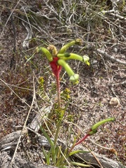 Anigozanthos manglesii