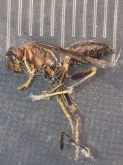 Polistes metricus