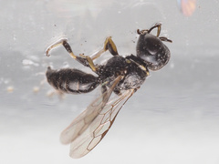 Crossocerus
