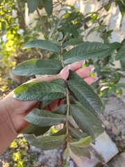 Psidium guineense