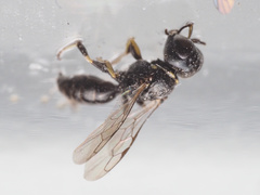Crossocerus