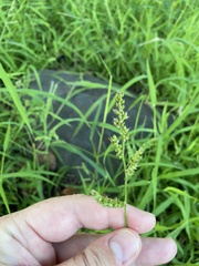 Echinochloa