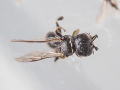 Crossocerus