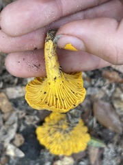 Cantharellus minor