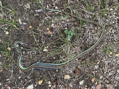 Thamnophis proximus rubrilineatus