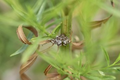 Petrophila confusalis