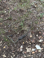 Thamnophis proximus rubrilineatus