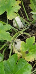 Cucurbita pepo