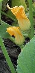 Cucurbita pepo