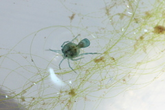 Arrenurus marshallae