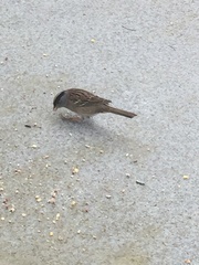 Zonotrichia atricapilla