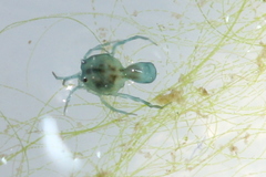 Arrenurus marshallae