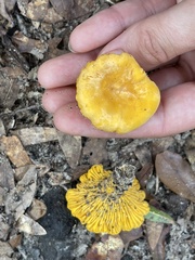Cantharellus minor