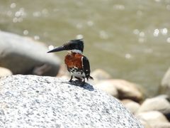 Chloroceryle americana