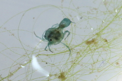 Arrenurus marshallae