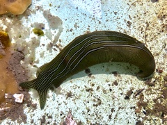 Phyllaplysia taylori