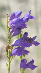 Penstemon strictus