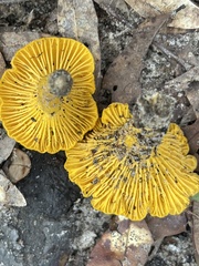 Cantharellus minor