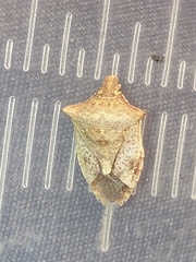 Euschistus variolarius