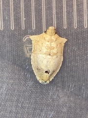 Euschistus variolarius