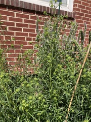 Helianthus angustifolius