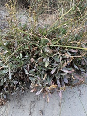 Limonium californicum