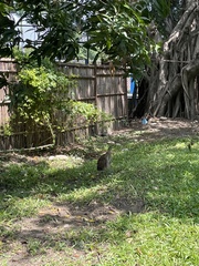 Gorsachius melanolophus