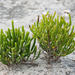 Virginia Glasswort - Photo (c) Norman Welsh, some rights reserved (CC BY-NC), uploaded by Norman Welsh