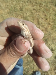 Sceloporus consobrinus