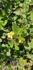 Goodenia ovata