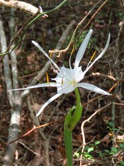 Hymenocallis