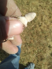 Sceloporus consobrinus