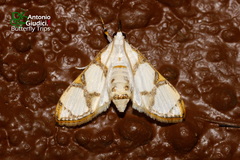 Cirrhochrista kosemponialis