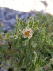 Chamaesaracha sordida