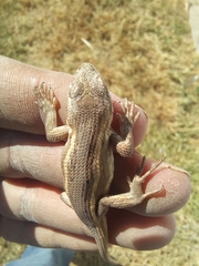 Sceloporus consobrinus