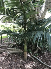 Archontophoenix alexandrae