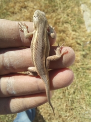 Sceloporus consobrinus