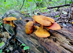 Gymnopilus luteus