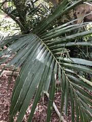 Archontophoenix alexandrae