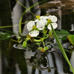 Sagittaria platyphylla