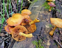 Gymnopilus luteus