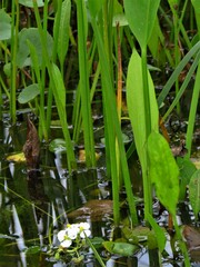 Sagittaria platyphylla