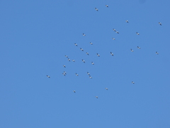 Chroicocephalus cirrocephalus