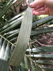Archontophoenix alexandrae
