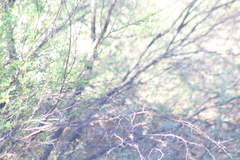 Basilinna xantusii