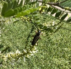 Sphaenothecus bilineatus