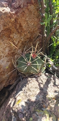 Ferocactus histrix